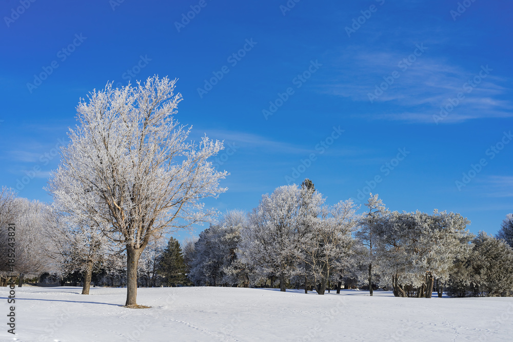 Snow covered trees in a North American parkland. Snow covered trees in a North American parkland.