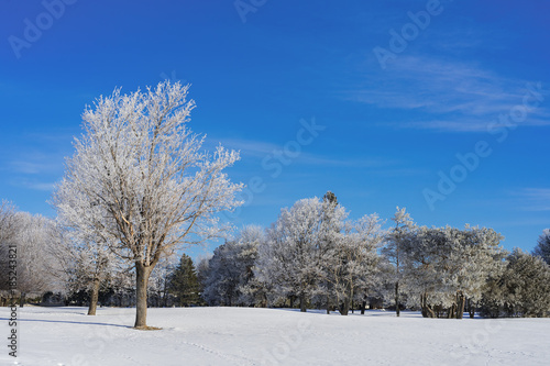 Snow covered trees in a North American parkland.