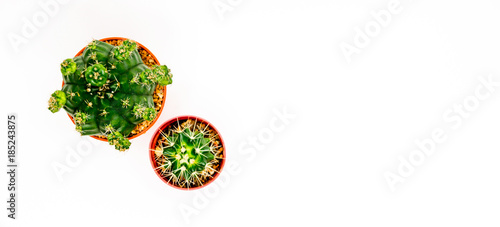 cactus on right white background