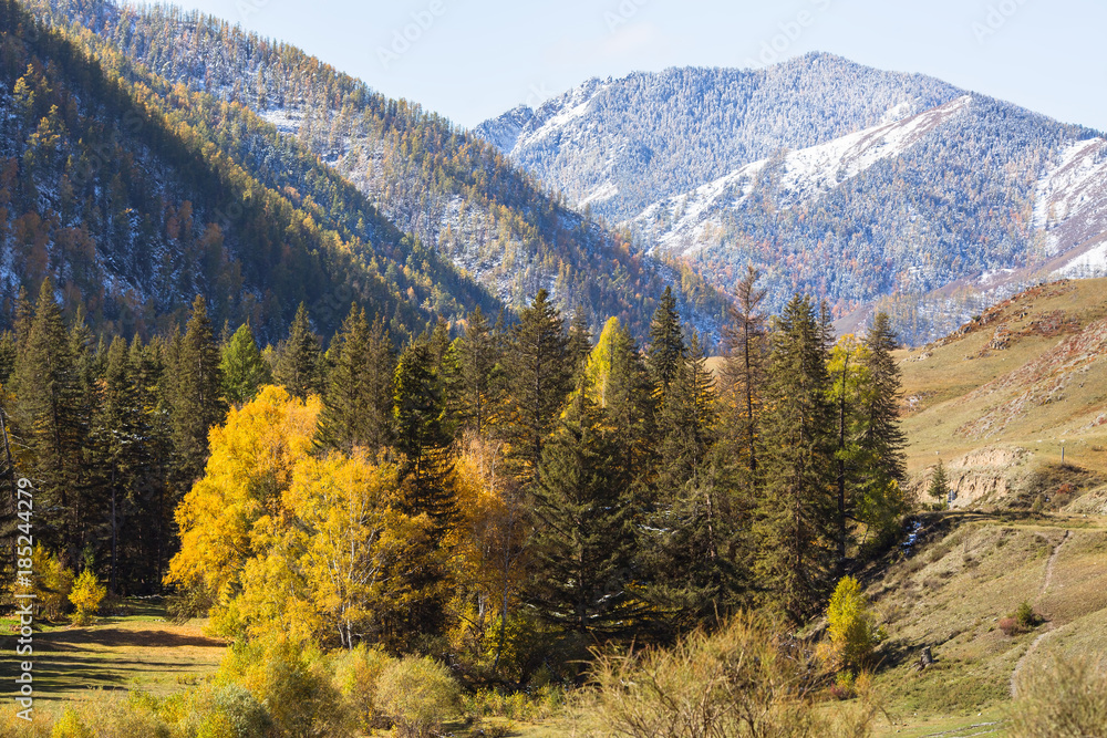 View of autumn forest in the Altai mountains, Russia.