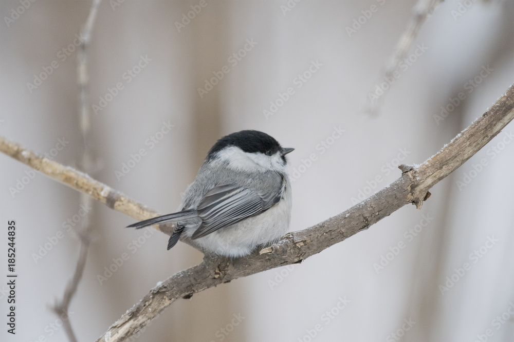 Naklejka premium Bird Nuthatch sits on a branch