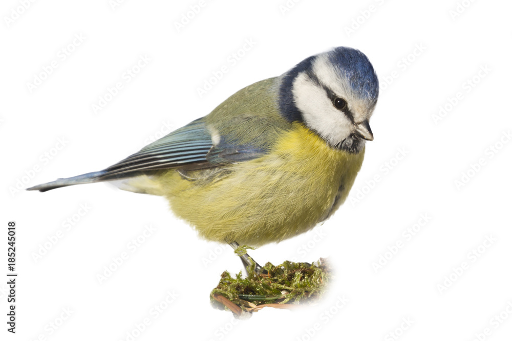 isolate Eurasian blue tit (Cyanistes caeruleus) isolate Eurasian blue tit (Cyanistes caeruleus)