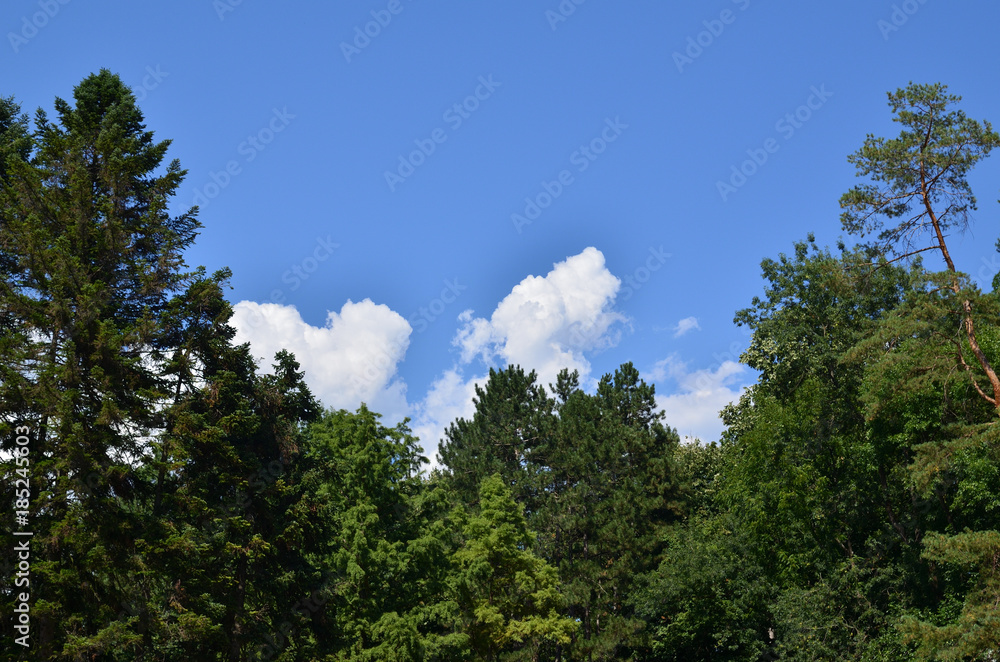 Green conifer tree and blue sky with clouds