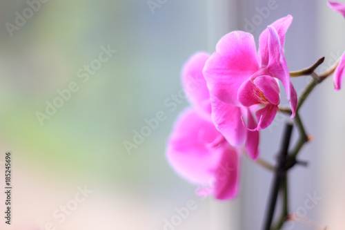 Beautiful purple orchid phalaenopsis flowers. Orchid flowers.