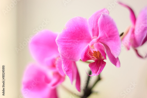 Beautiful purple orchid phalaenopsis flowers. Orchid flowers.