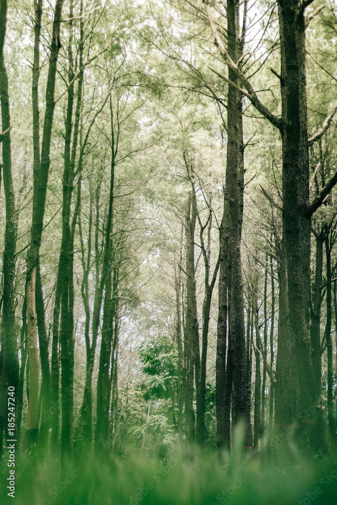 Naklejka premium Pine forest