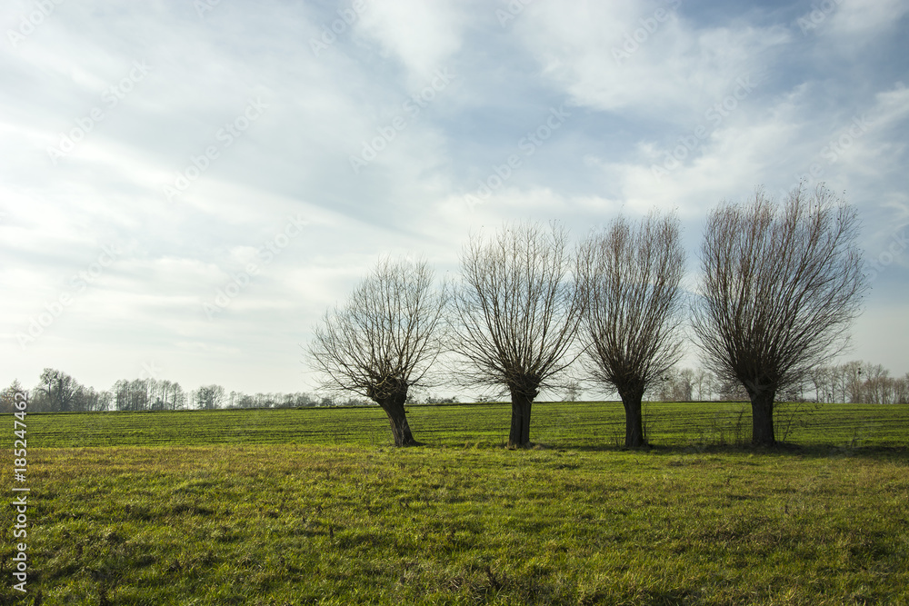 Willow leafless on a green meadow Willow leafless on a green meadow