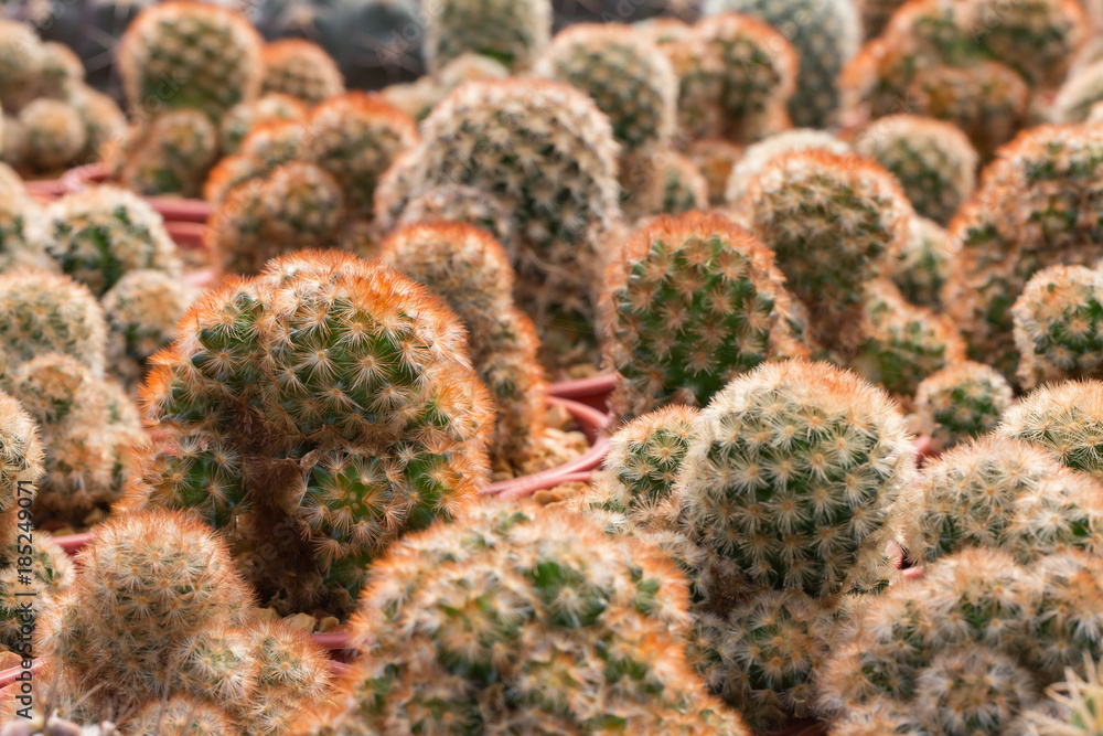 Cactus is the succulent plant with many different shapes, colors, variegated and beautiful flowers. Its native is in desert. People grow cactus for decorate in their garden, glasshouse or greenhouse. Cactus is the succulent plant with many different shapes, colors, variegated and beautiful flowers. Its native is in desert. People grow cactus for decorate in their garden, glasshouse or greenhouse.