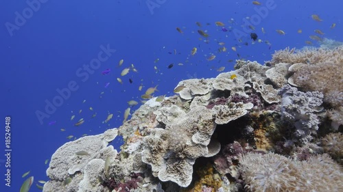 Coral reef with school of colorful small fish - anthias photo