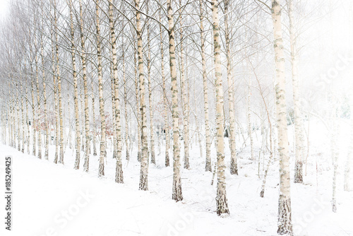 Birch forest winter background © KariDesign
