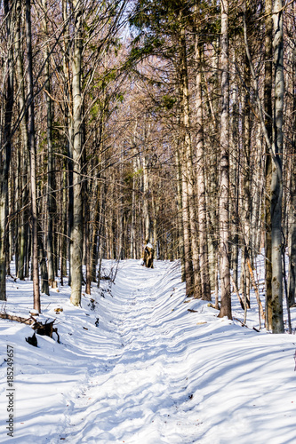 Snowy road through forest to Skalisko portrait version photo