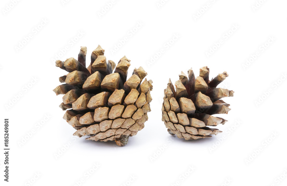 Cone pine isolated on a white background Cone pine isolated on a white background