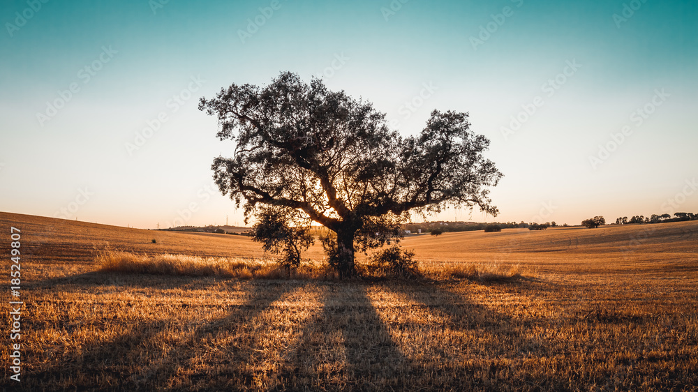 lonely oak in plain