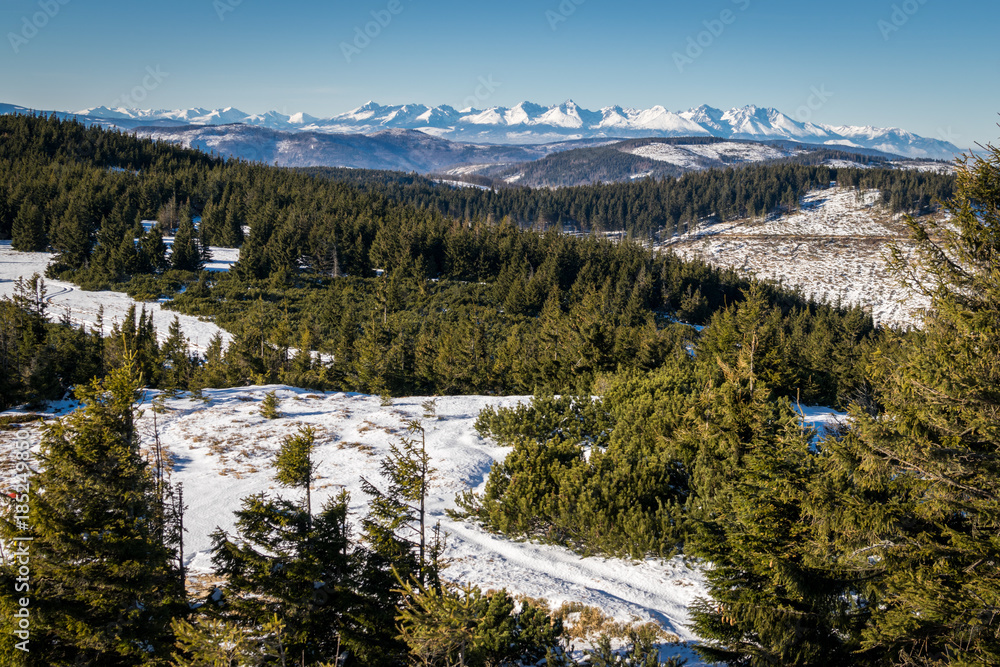 Winter Hight Tatras in distance with forest in front - view from Skalisko
