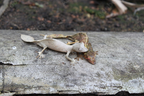 Blattschwanzgeckos bei der Paarung in Madagaskar