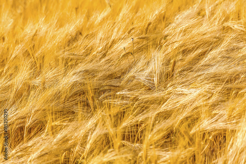 Golden wheat field. Ears of wheat close up. 