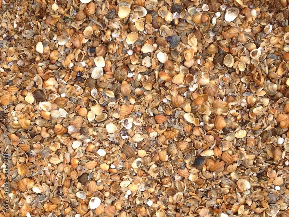 Seashell. Shore of the Caspian sea. (The Vast Russia! Sergey, Bryansk.) Seashell. Shore of the Caspian sea. (The Vast Russia! Sergey, Bryansk.)