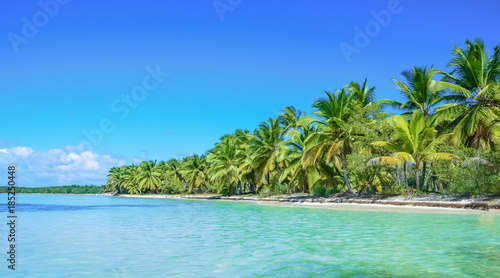 Fototapeta Naklejka Na Ścianę i Meble -  Palm trees by the ocean