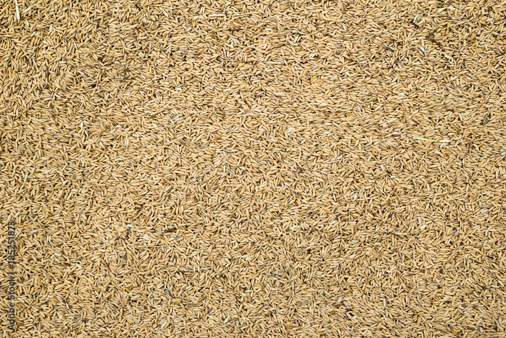 Wheat seeds close up for background. Top view. Wheat seeds close up for background. Top view.