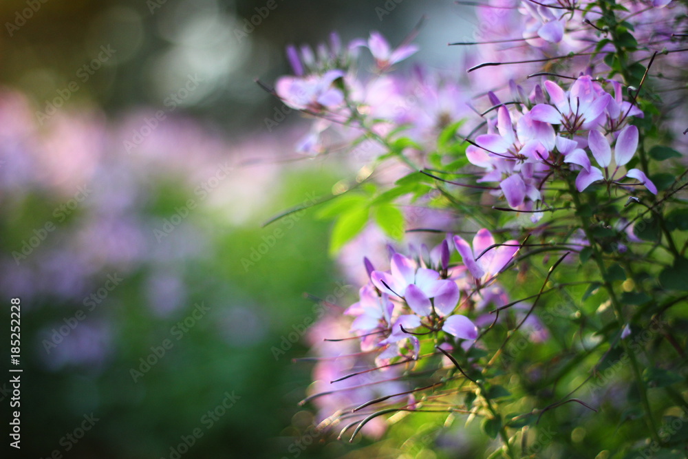 flower be side the walk way.