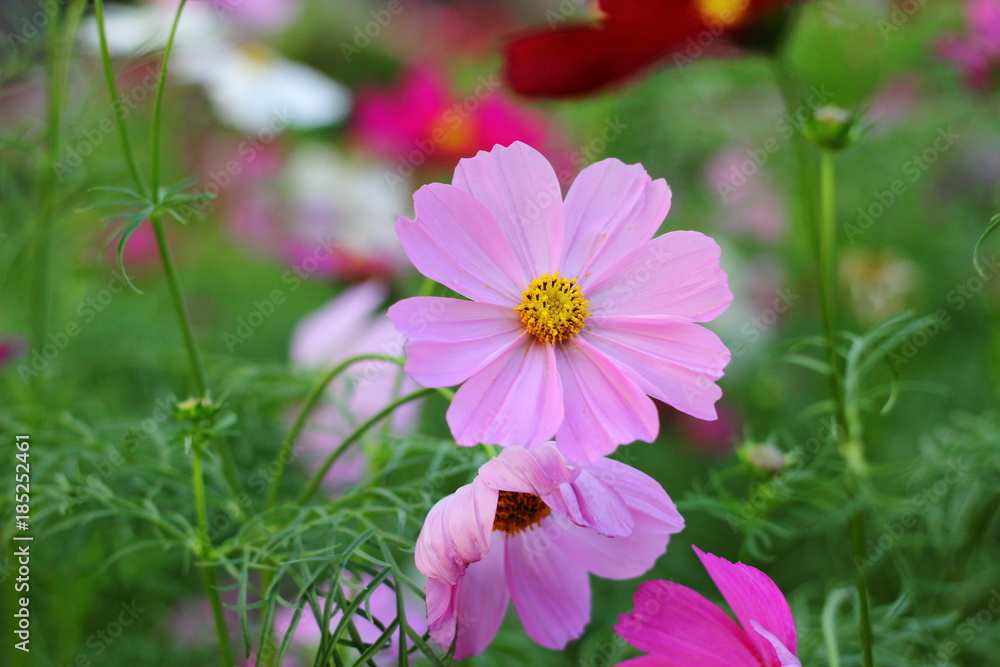 Obraz premium flower be side the walk way.