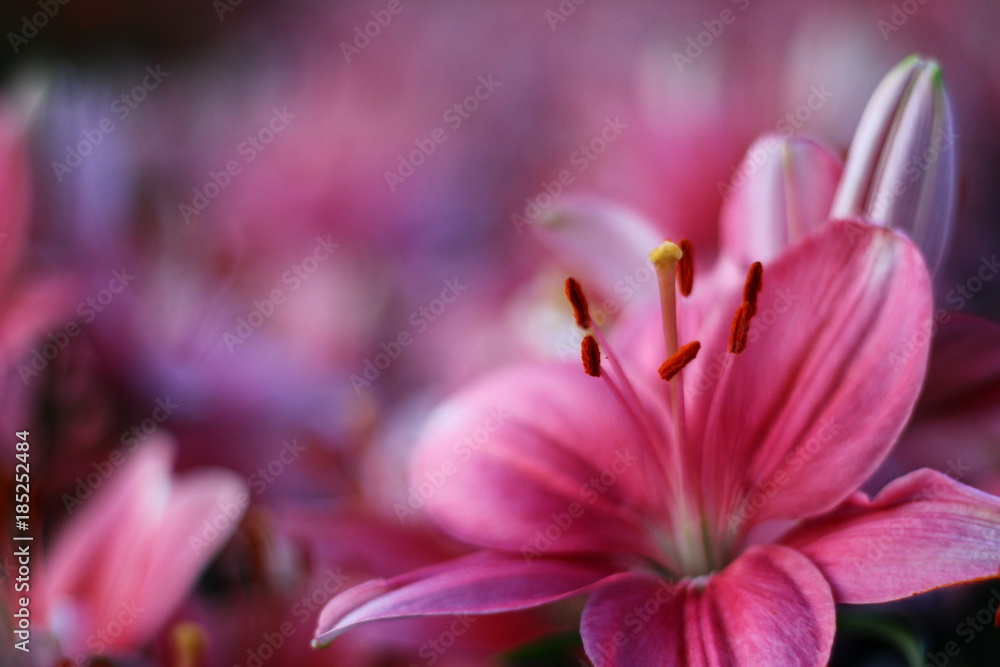 Fototapeta premium flower be side the walk way.