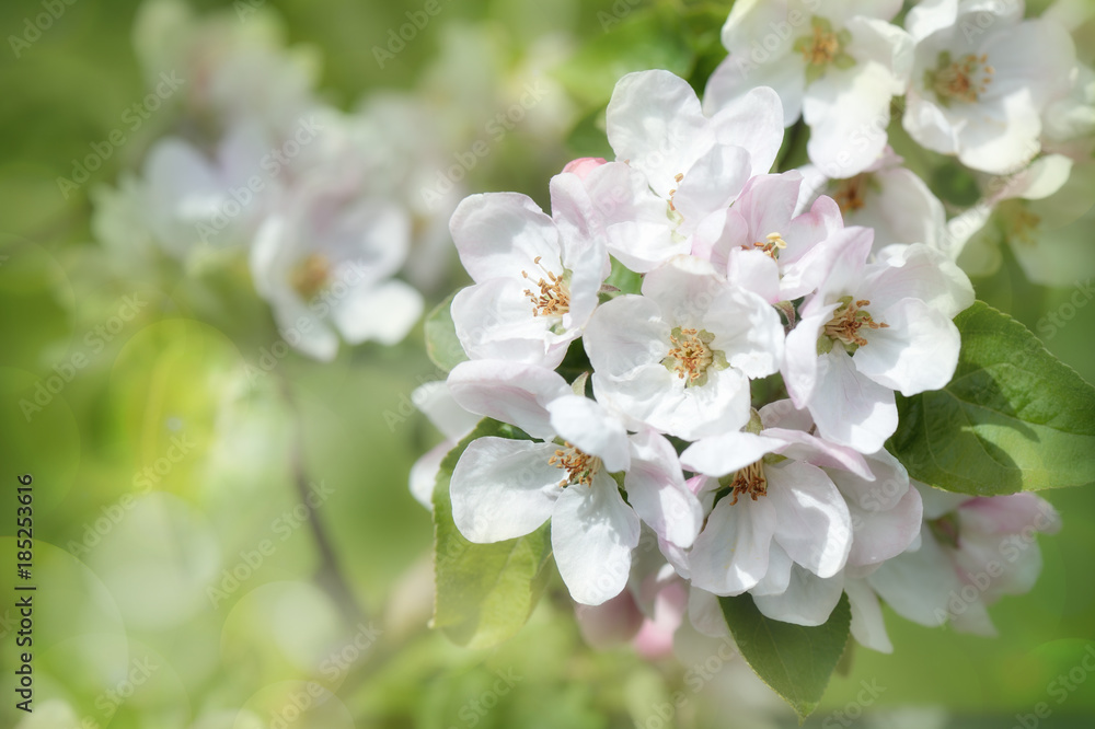 Apfelblüte Apfelblüte