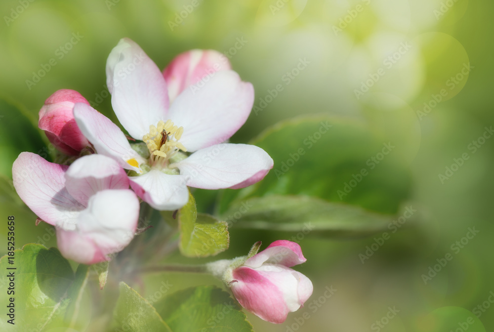 Apfelblüte Apfelblüte