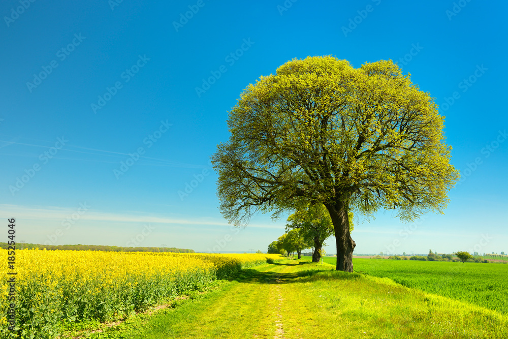 Obraz premium Kulturlandschaft im Frühling, Raps- und Getreidefelder, Feldweg, alte Lindenbäume