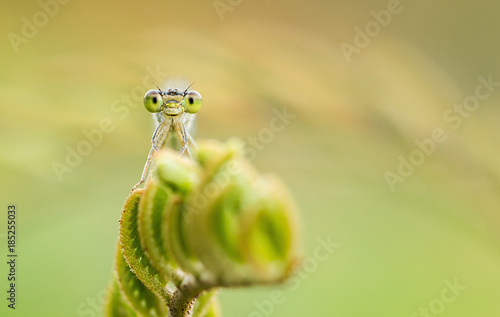 Damselfy's Smiling portrait in early morning in nature during sunrise in golden lights. 