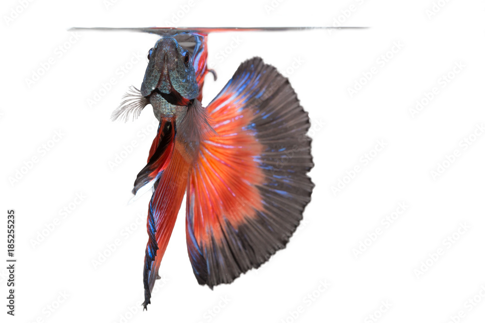 Obraz premium closeup background animal aquarium red and blue fighting betta fish