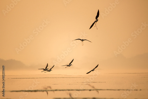 A stilt birds flying in the sky at early morning during sunrise time in golden lights. 
