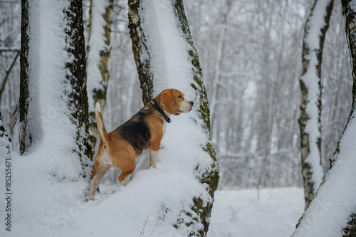 Fototapeta Naklejka Na Ścianę i Meble -  Beagle dog walking in the winter snowy forest