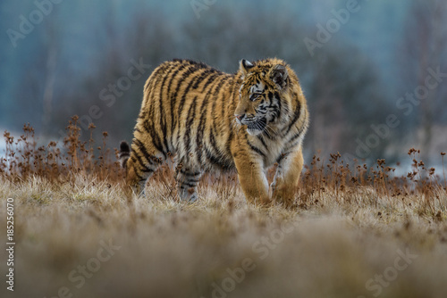 tiger, siberian tiger(Panthera tigris altaica) © vaclav