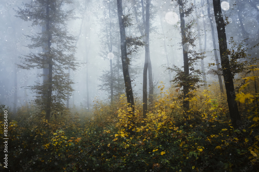 Fototapeta premium forest landscape with vivid autumn colors