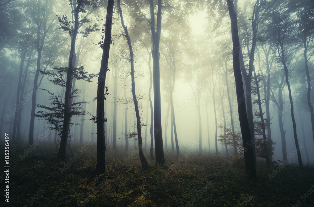 Naklejka premium mysterious fantasy forest landscape with trees in fog