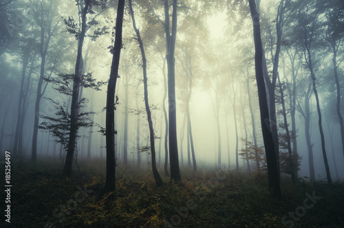 mysterious fantasy forest landscape with trees in fog