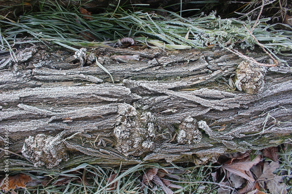 Structure of Dead Wood in Winter Covered with Icing Structure of Dead Wood in Winter Covered with Icing
