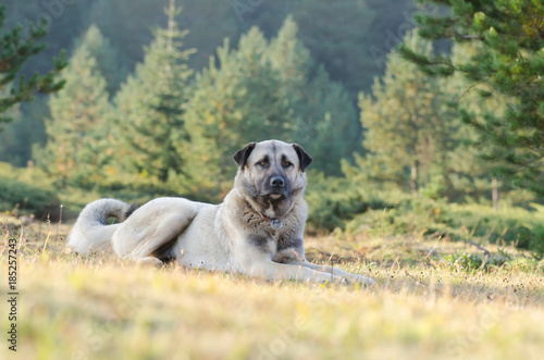 Anatolian shepherd dog, Turkey