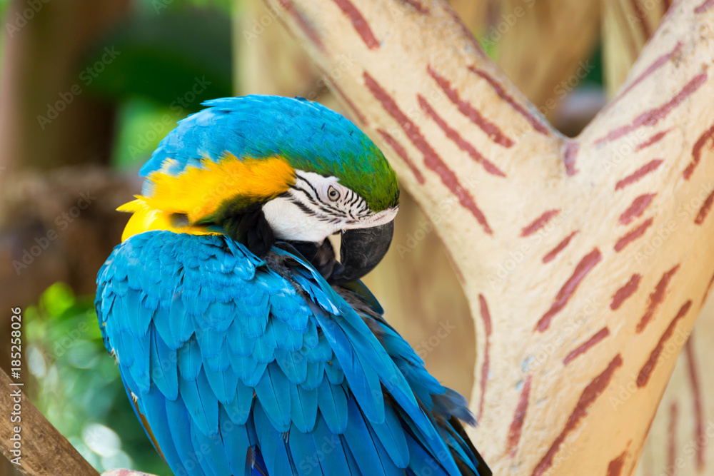 Obraz premium The blue-and-yellow macaw, also known as the blue-and-gold macaw