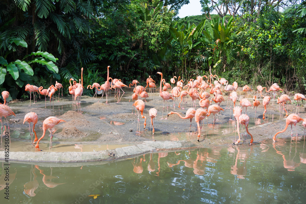 Naklejka premium flock of pink flamingos in a zoo