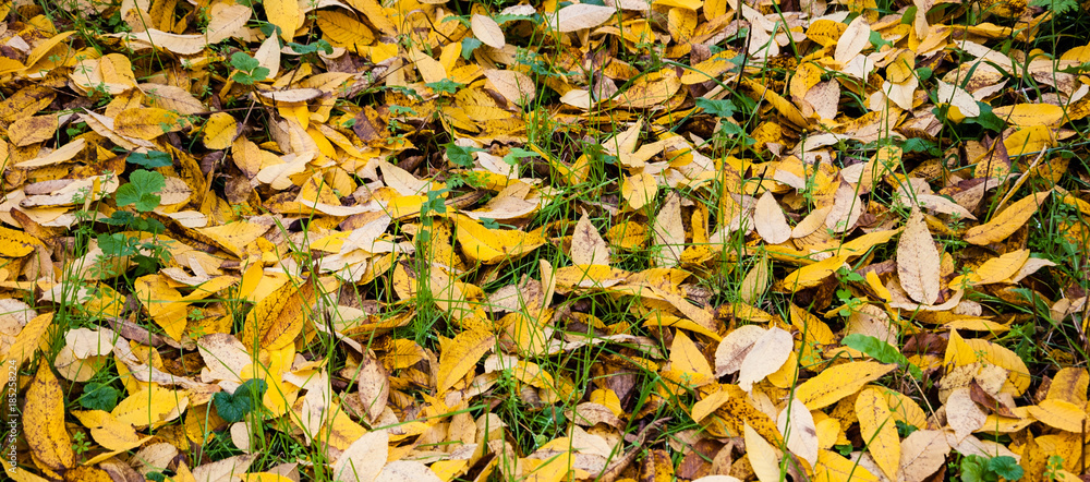 Autumn leaves on green grass.