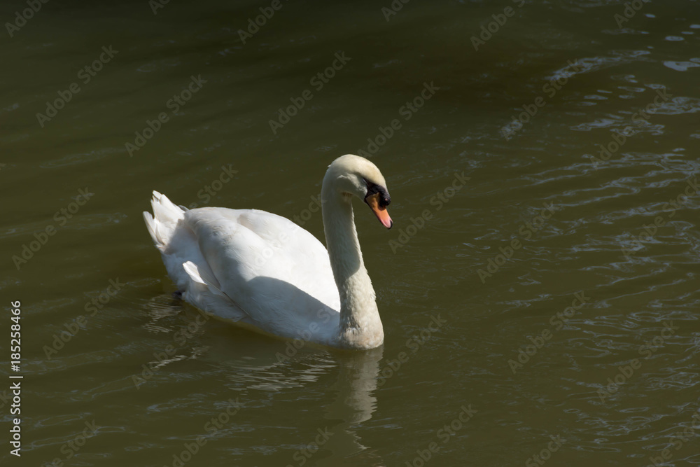 Swans are birds of the family Anatidae within the genus Cygnus. The swans' close relatives include the geese and ducks Swans are birds of the family Anatidae within the genus Cygnus. The swans' close relatives include the geese and ducks