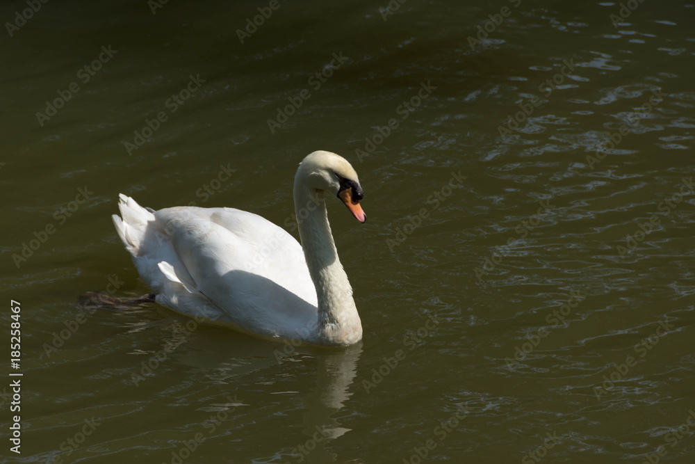 Swans are birds of the family Anatidae within the genus Cygnus. The swans' close relatives include the geese and ducks Swans are birds of the family Anatidae within the genus Cygnus. The swans' close relatives include the geese and ducks