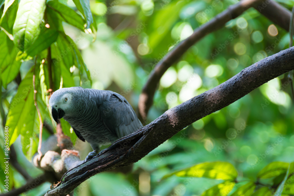Fototapeta premium Black Gray parrot isolated and resting in a tree