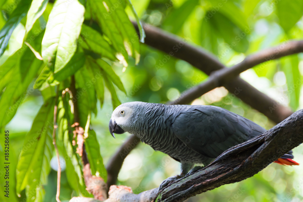 Fototapeta premium Black Gray parrot isolated and resting in a tree