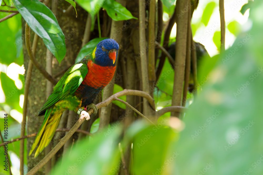 Obraz premium Wild parrots or macaw in a forest