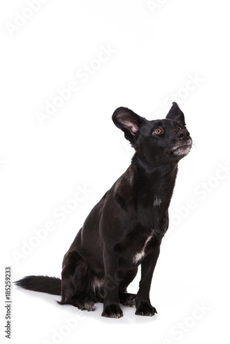 Fototapeta Naklejka Na Ścianę i Meble -  Mischlingshund sieht nach oben