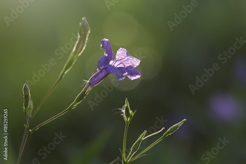 Ruellia tuberosa , Violet flower in garden as background photo