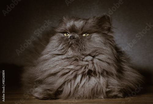 persian cat